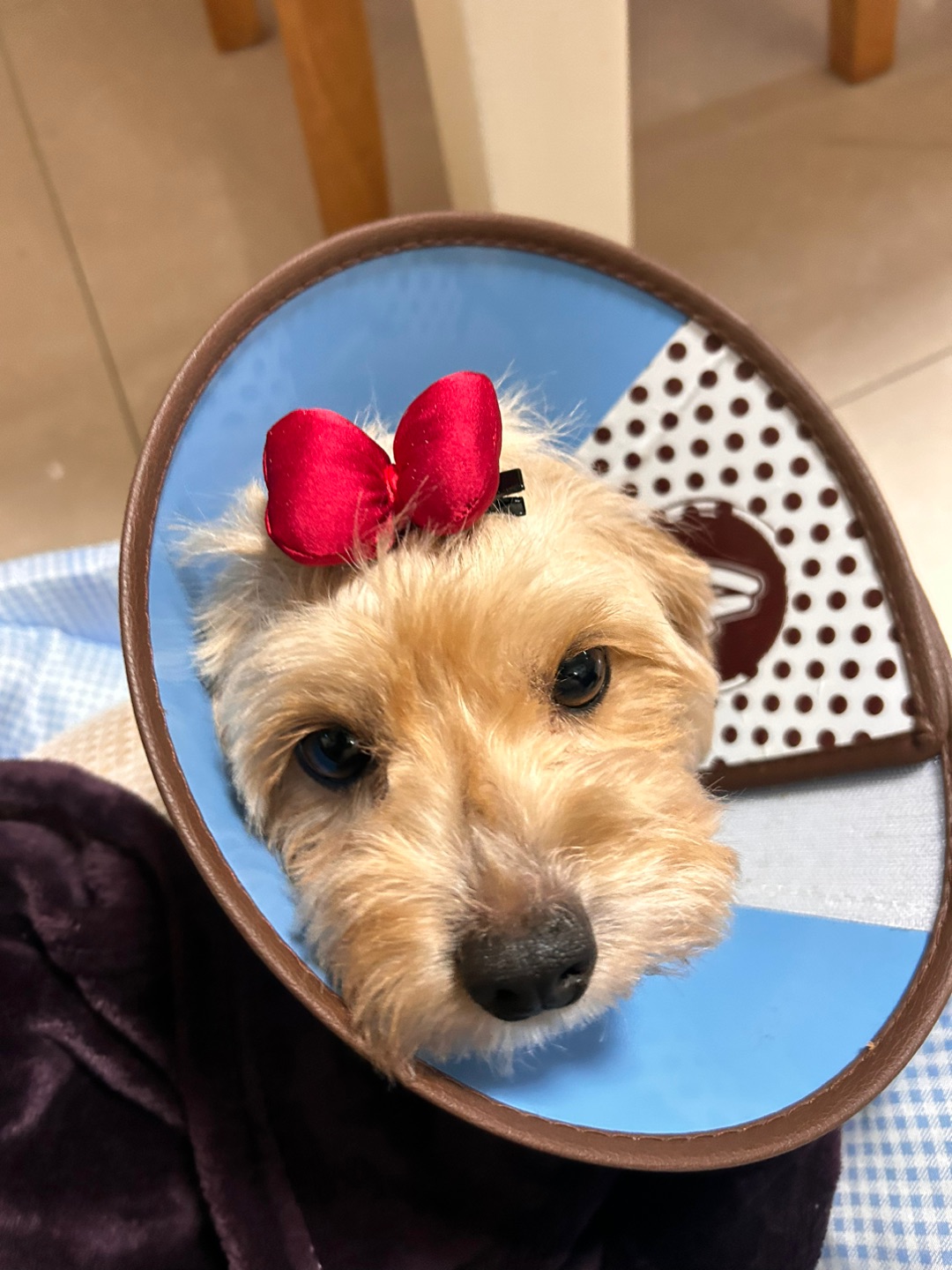 自己动手给毛孩子做发卡