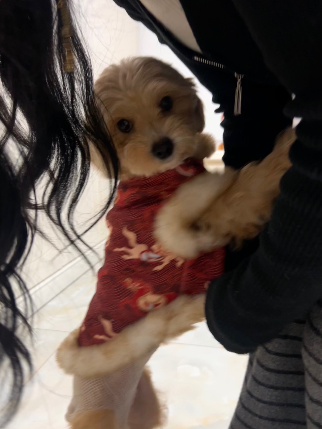 毛孩子 过年穿新衣啦