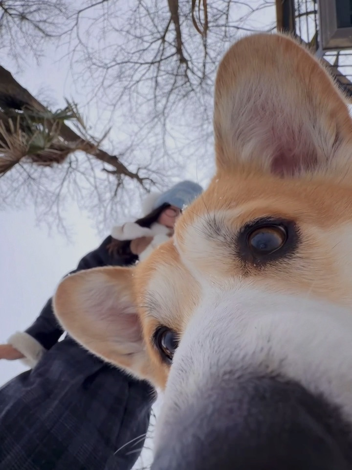 人，可以带小狗去看雪吗❄️