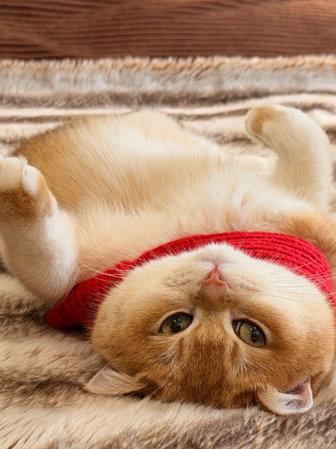 我好像一只小水獭🦦