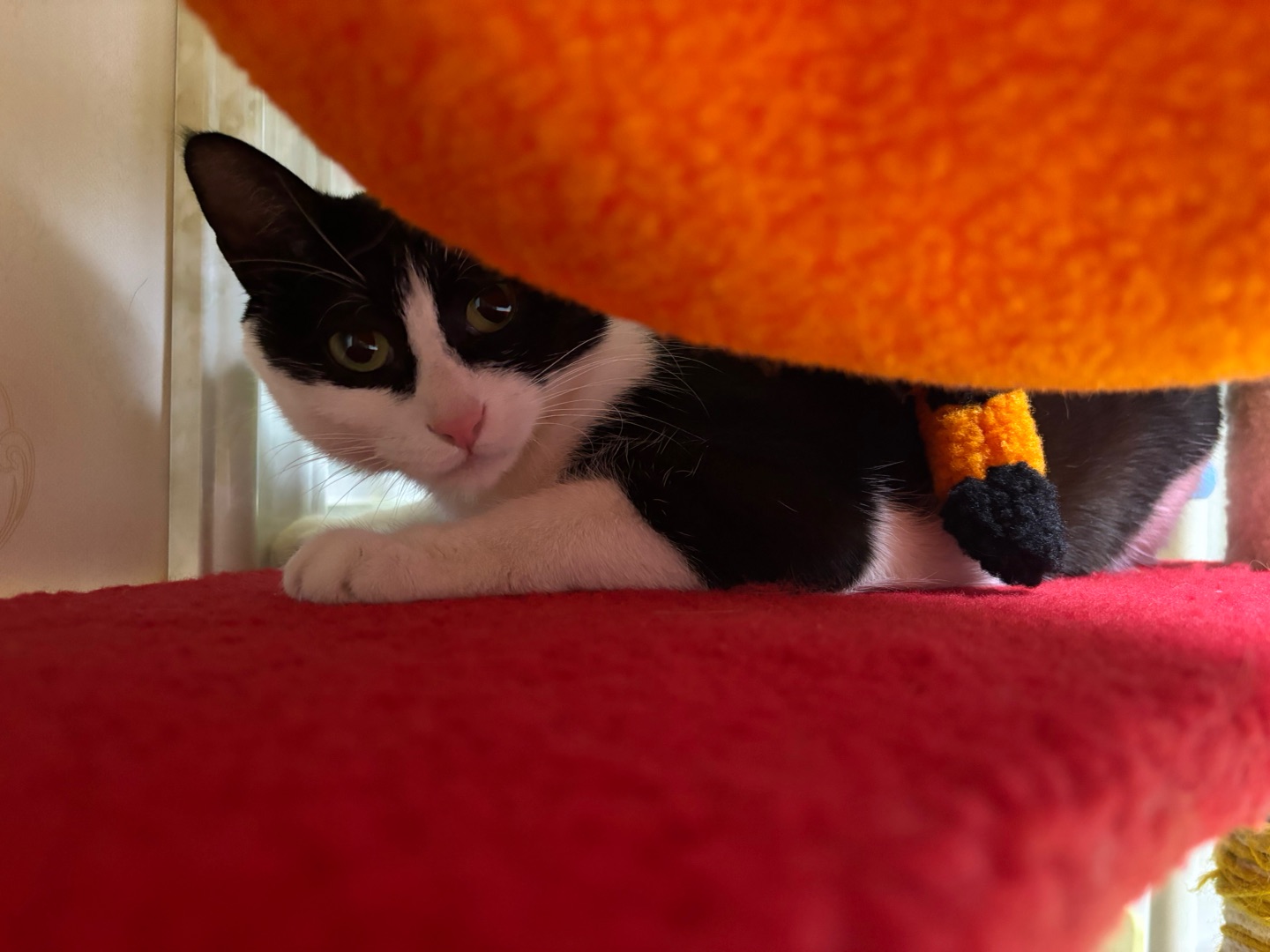 ヽ(^0^)ノ(*´▽｀)ノノHi~ o(*￣▽￣*)ブHi~ o(*￣▽￣*)ブ