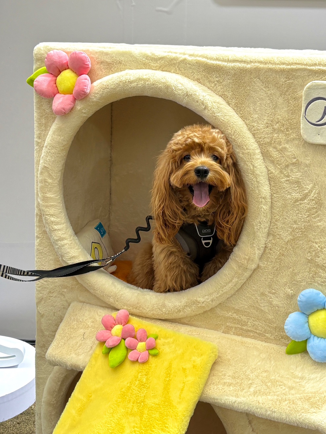 Cuca's Daily 新年来愚园路遛遛