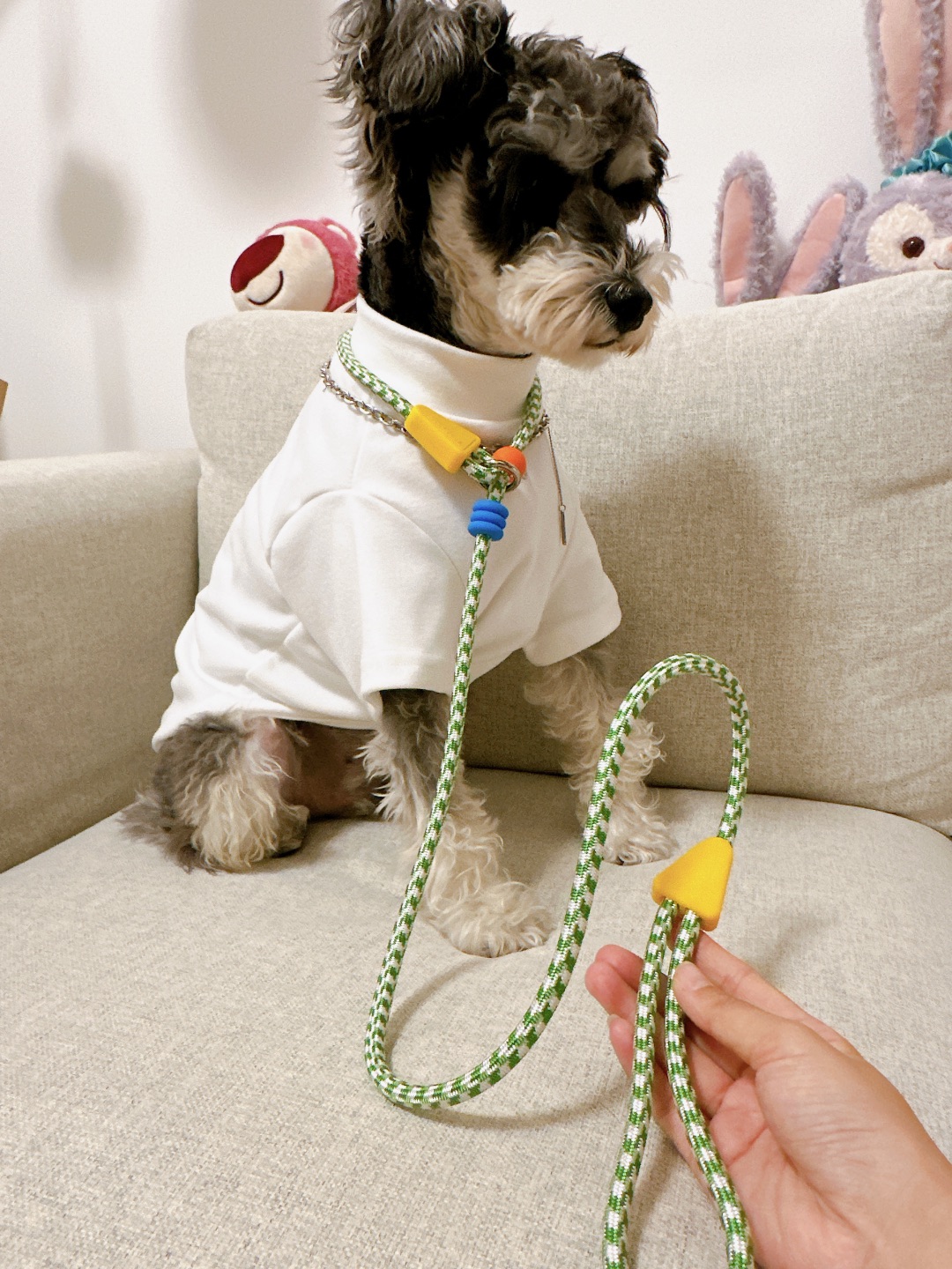 乖乖小狗用P绳纯粹是因为颜值😏