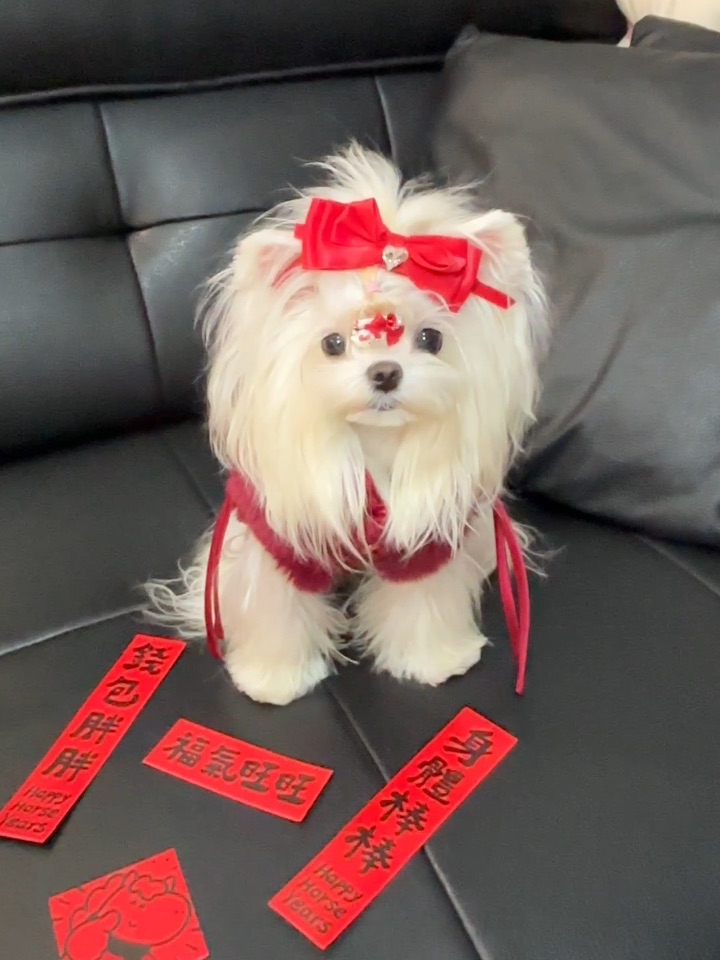 新年小狗送祝福啦！