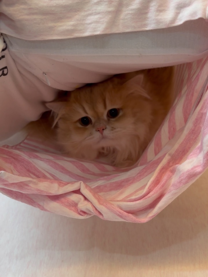 过年害怕鞭炮的小猫都躲在哪