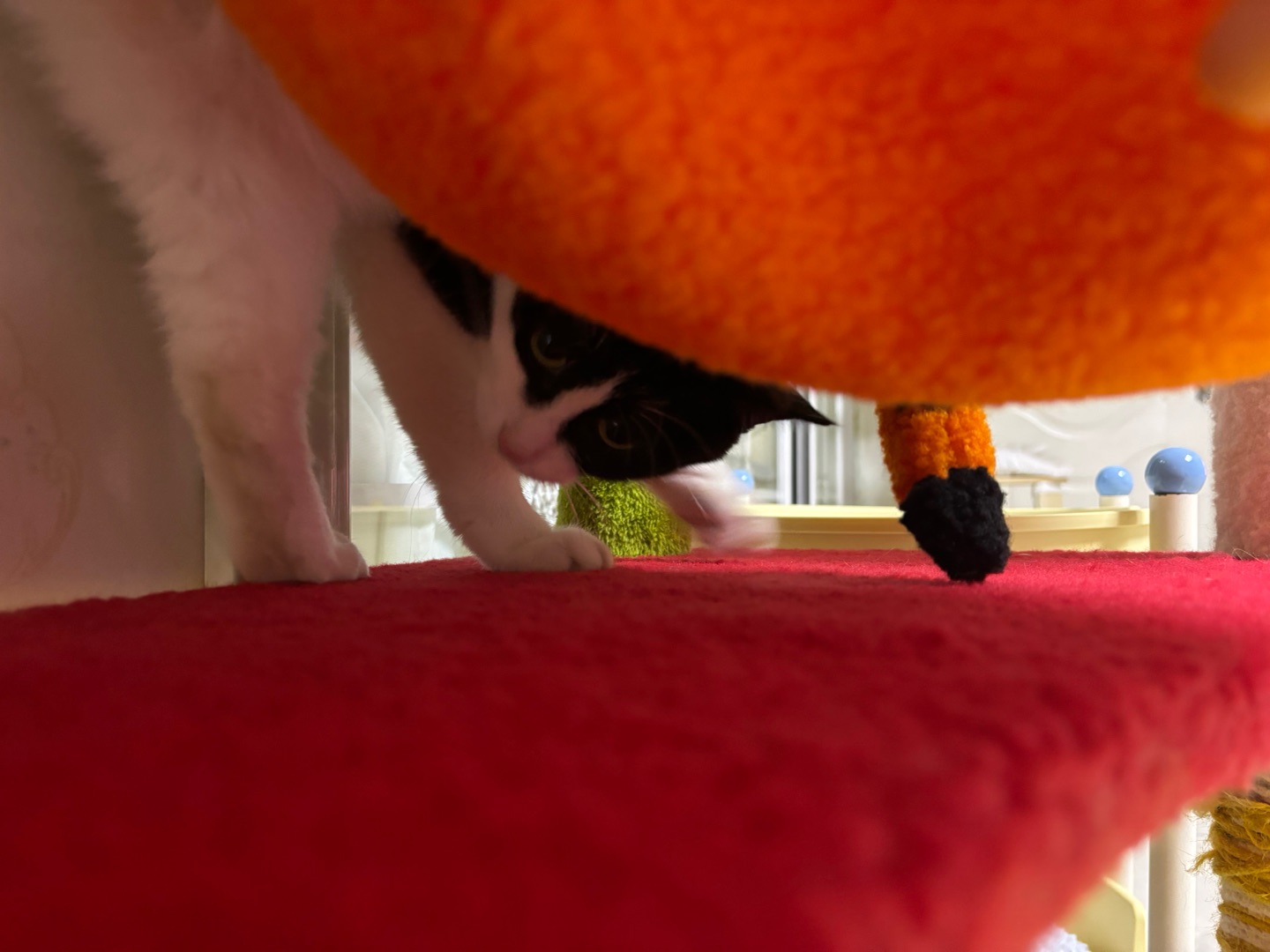 (*´▽｀)ノノ(^o^)／*\(๑• ₃ •๑)Hi~ o(*￣▽￣*)ブ