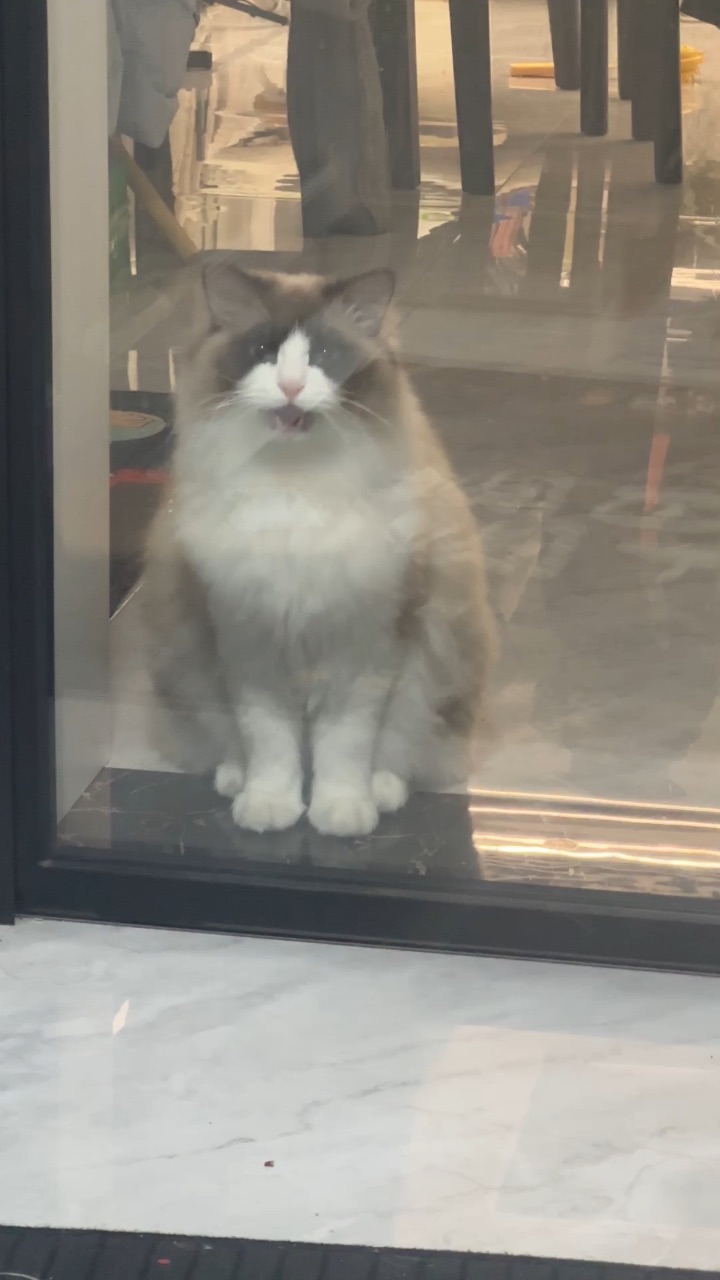 有个黏人的小猫咪是什么体验