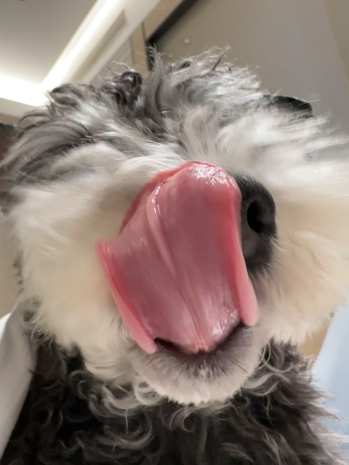 人速来听小狗砸吧嘴