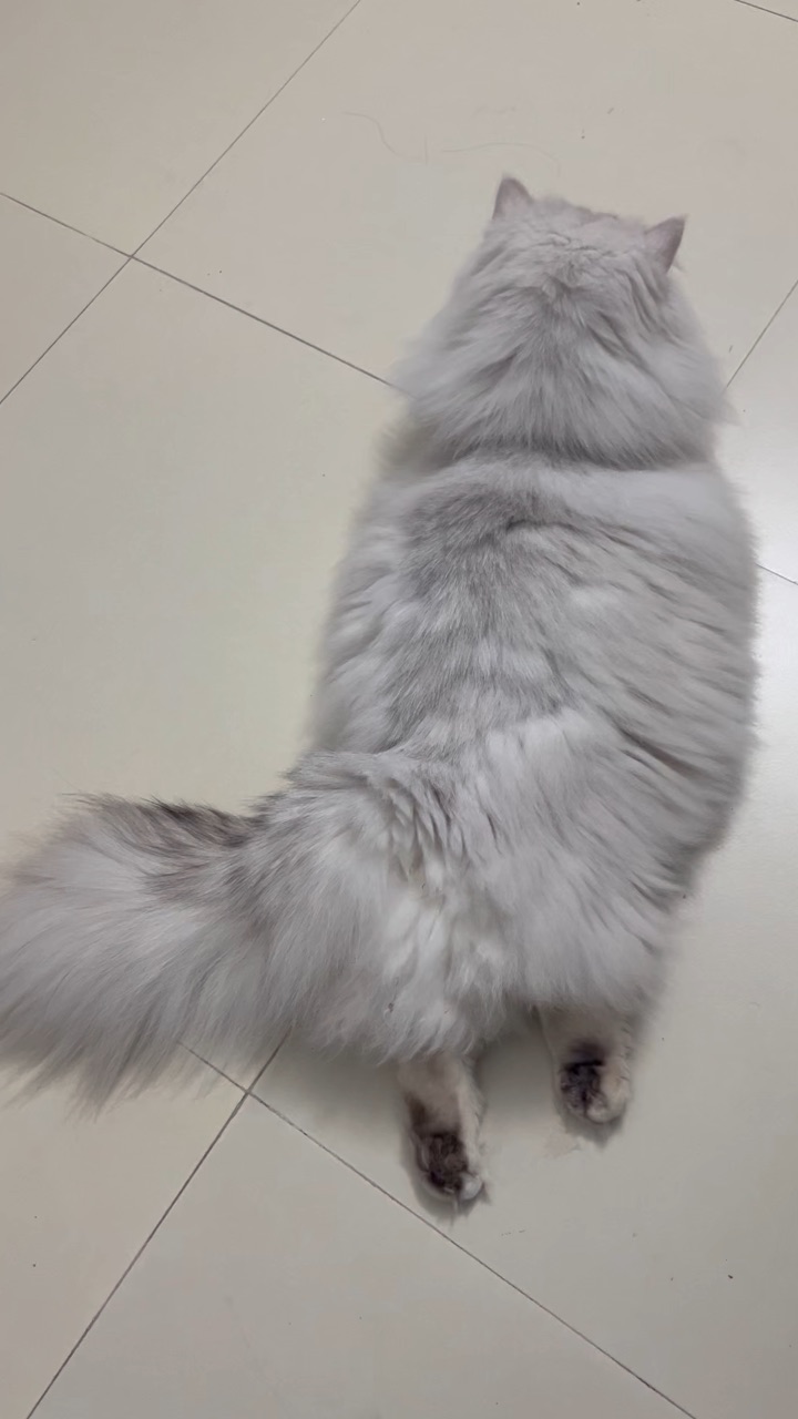 这天气福都睡地板了