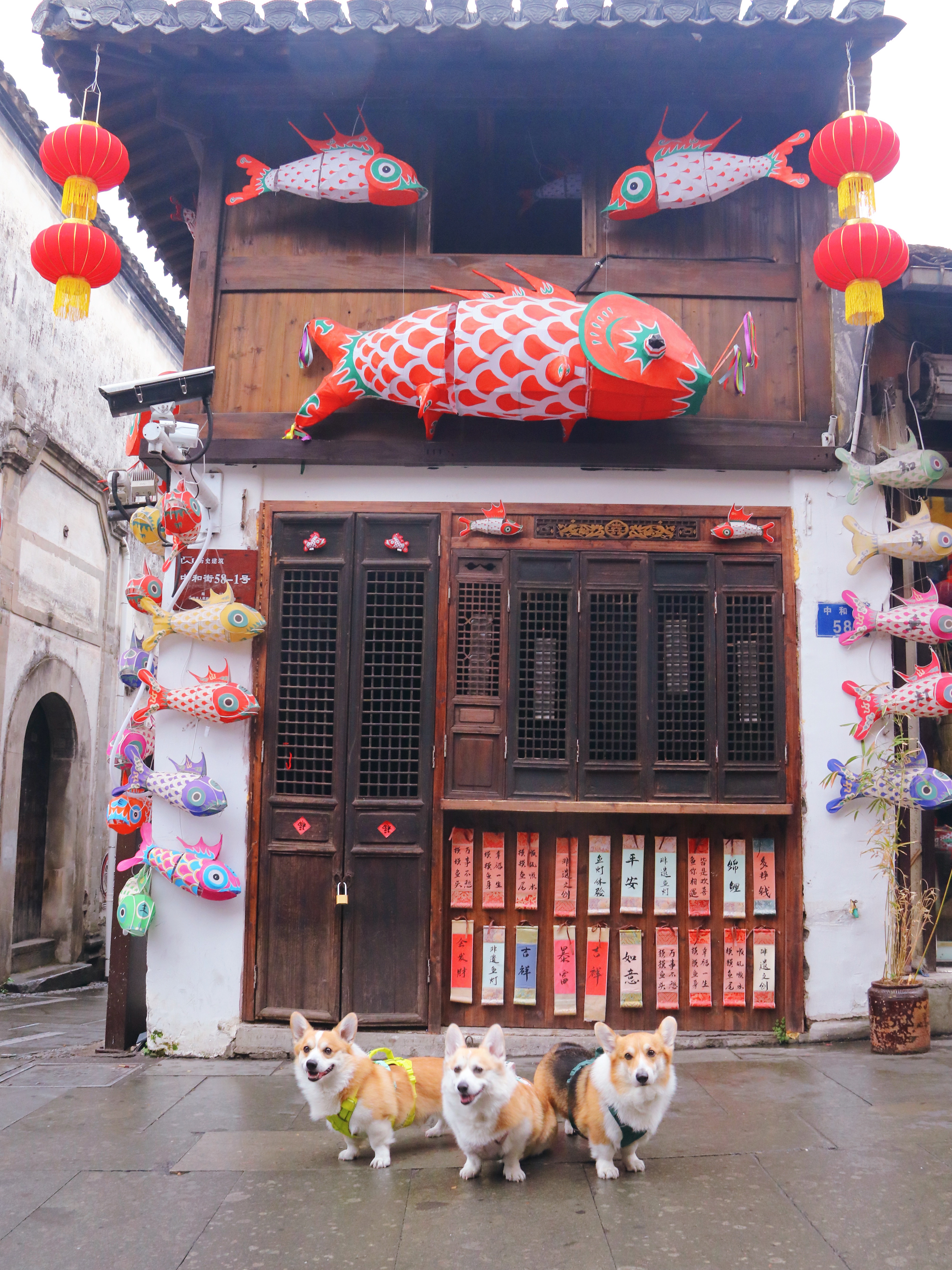 🧨春节带小狗跟着《国家地理》🐟打卡徽州古城