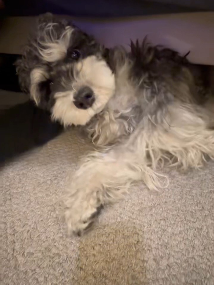 你猜他的为啥这样