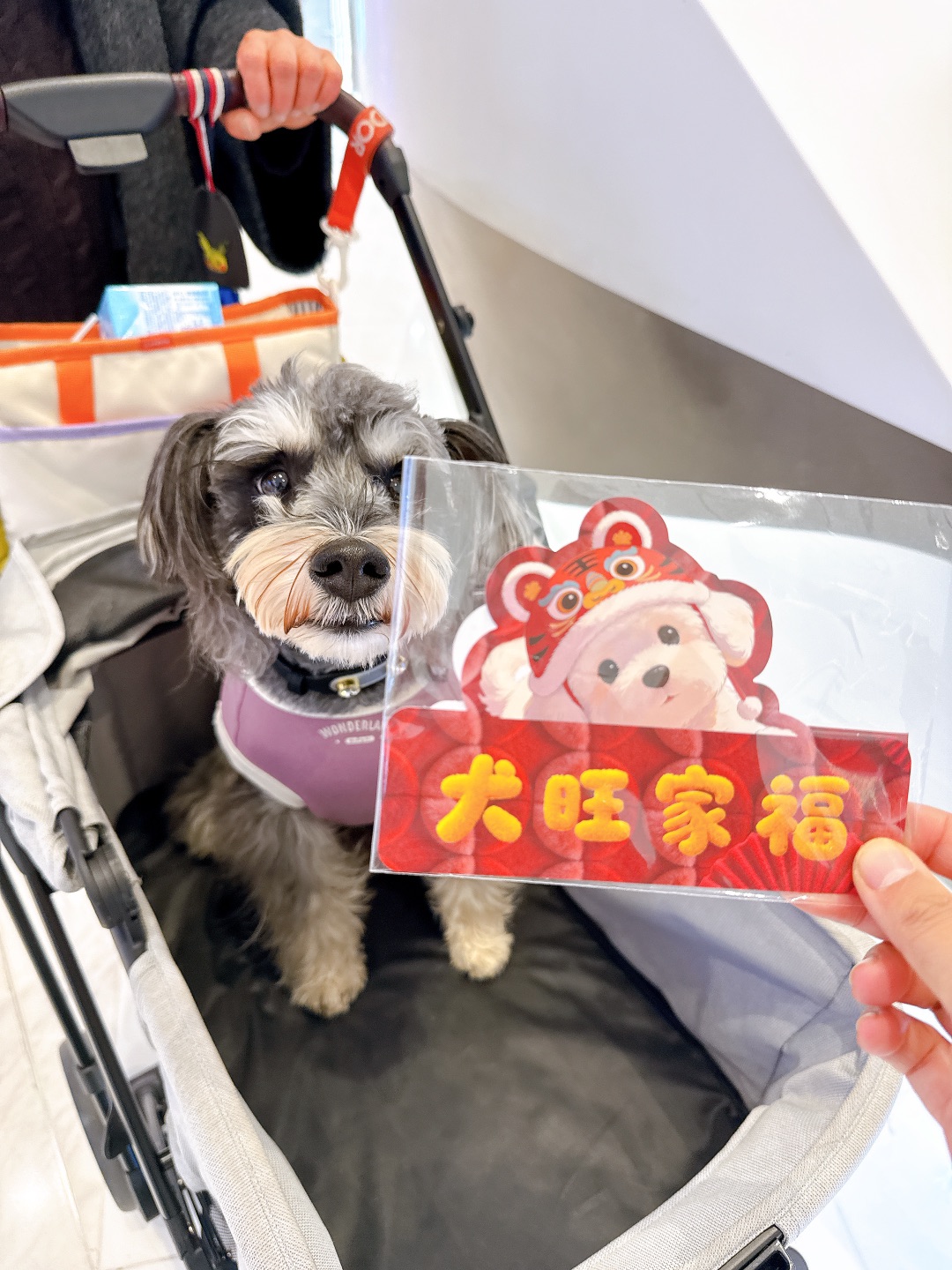 小狗商场一日游-大宁久光