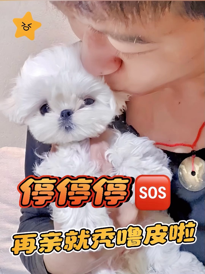 🐶：等等等等一下下❗️让我准备好可以吗❗️