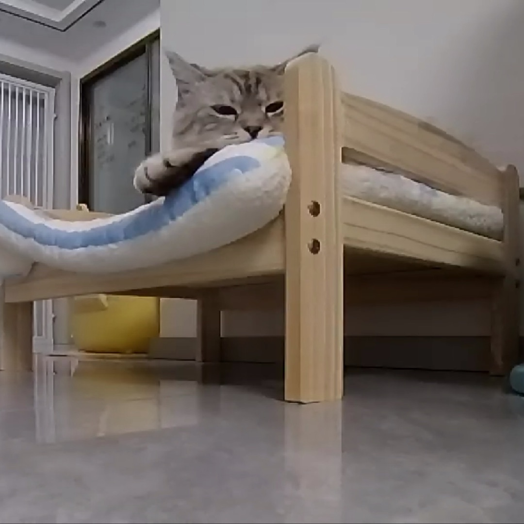 看看留守小猫都在干嘛