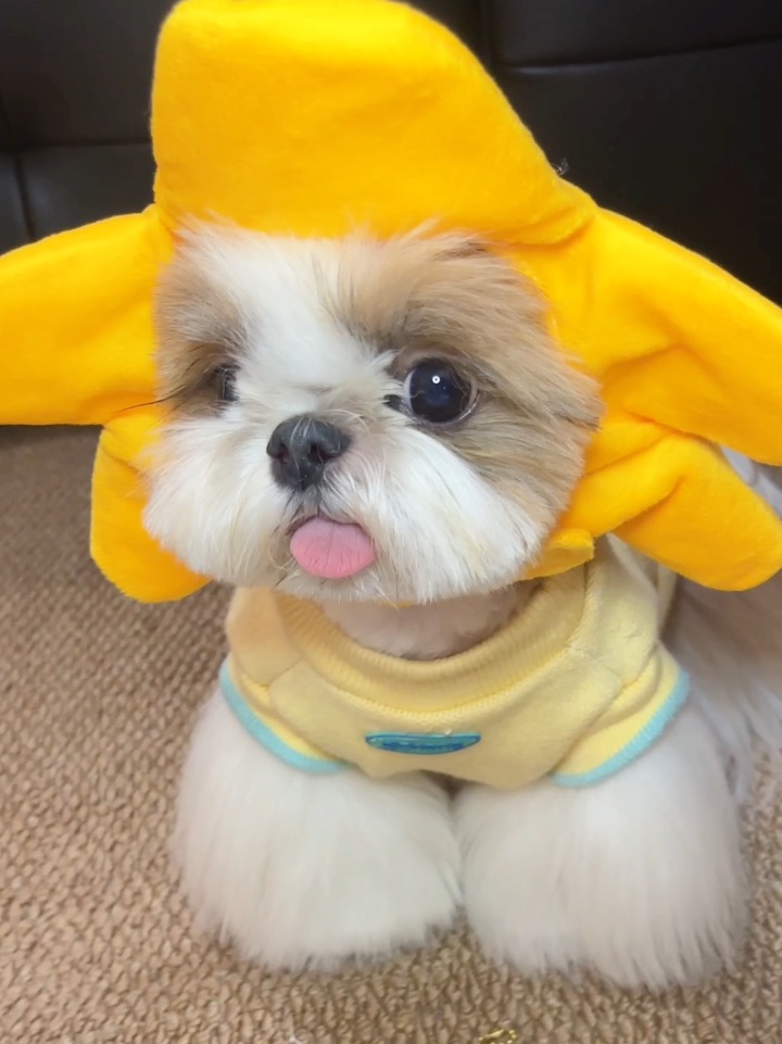 可爱头像来啦！