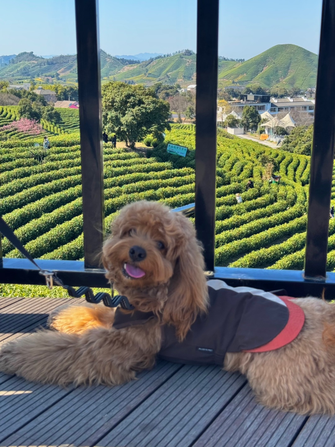 Cuca's Daily 小狗上茶山🍵