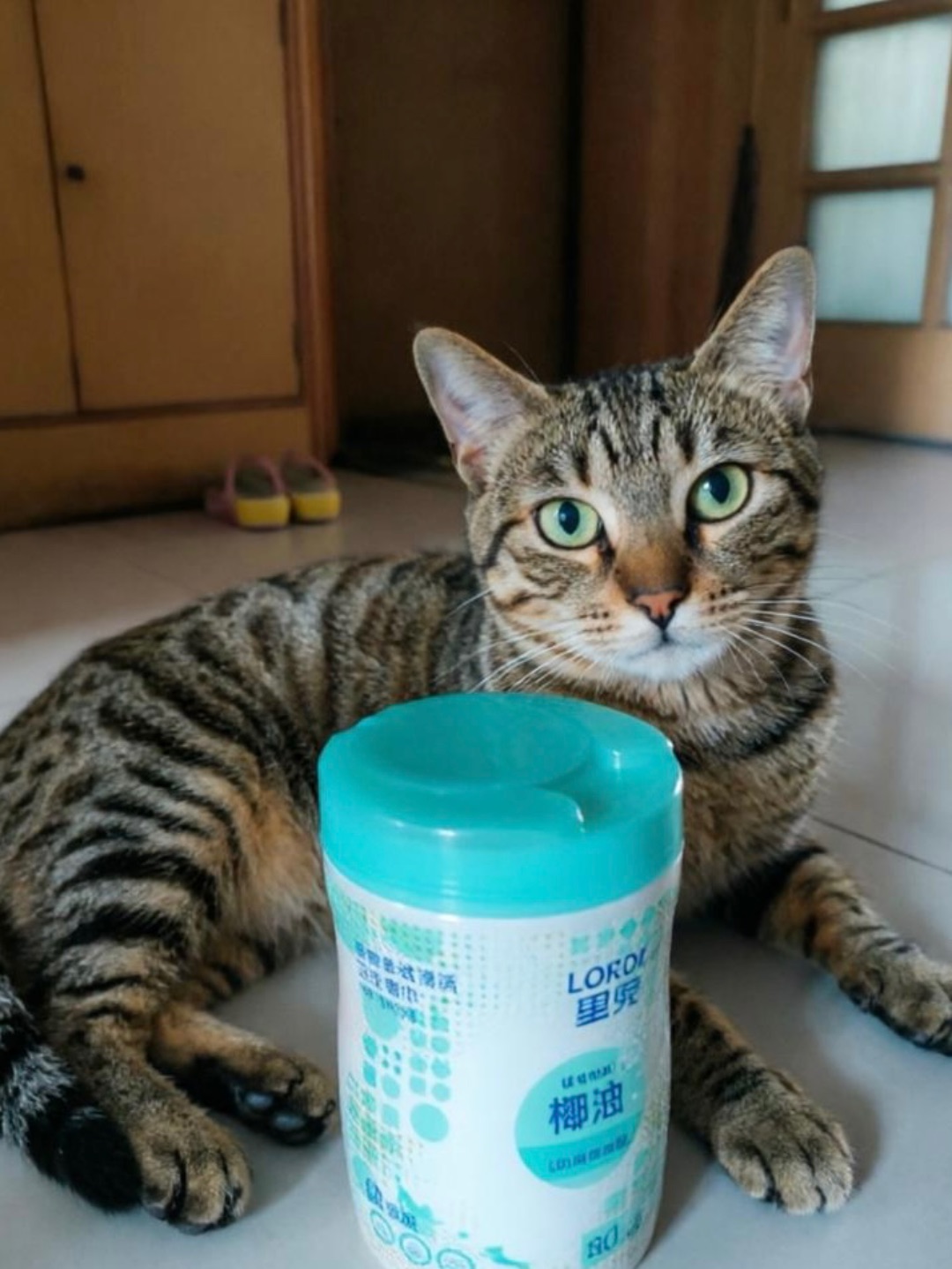 里兜椰油味宠物桶装湿巾测评