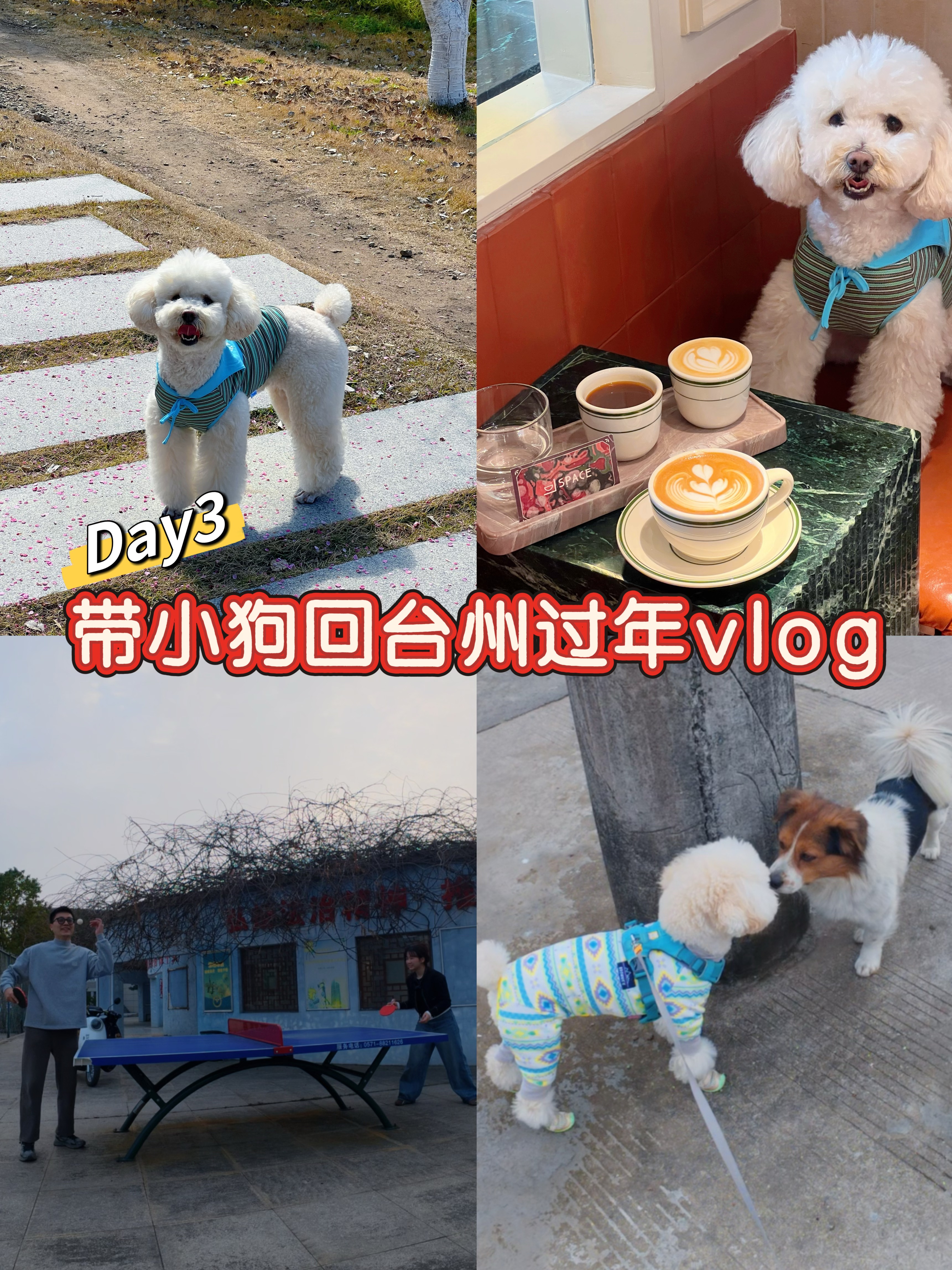 Vlog带小狗回台州过年-Day3下集
