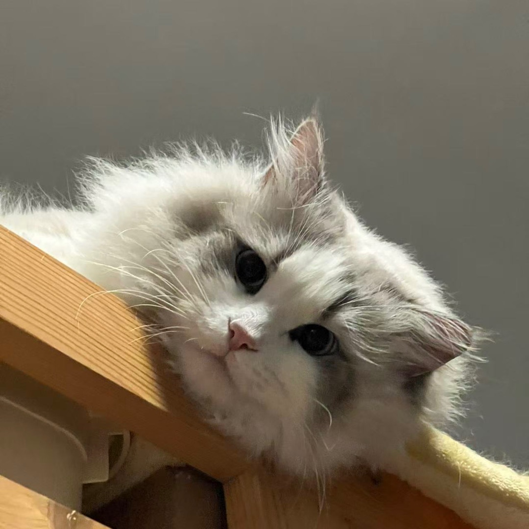 今天歪头的小可爱一只23