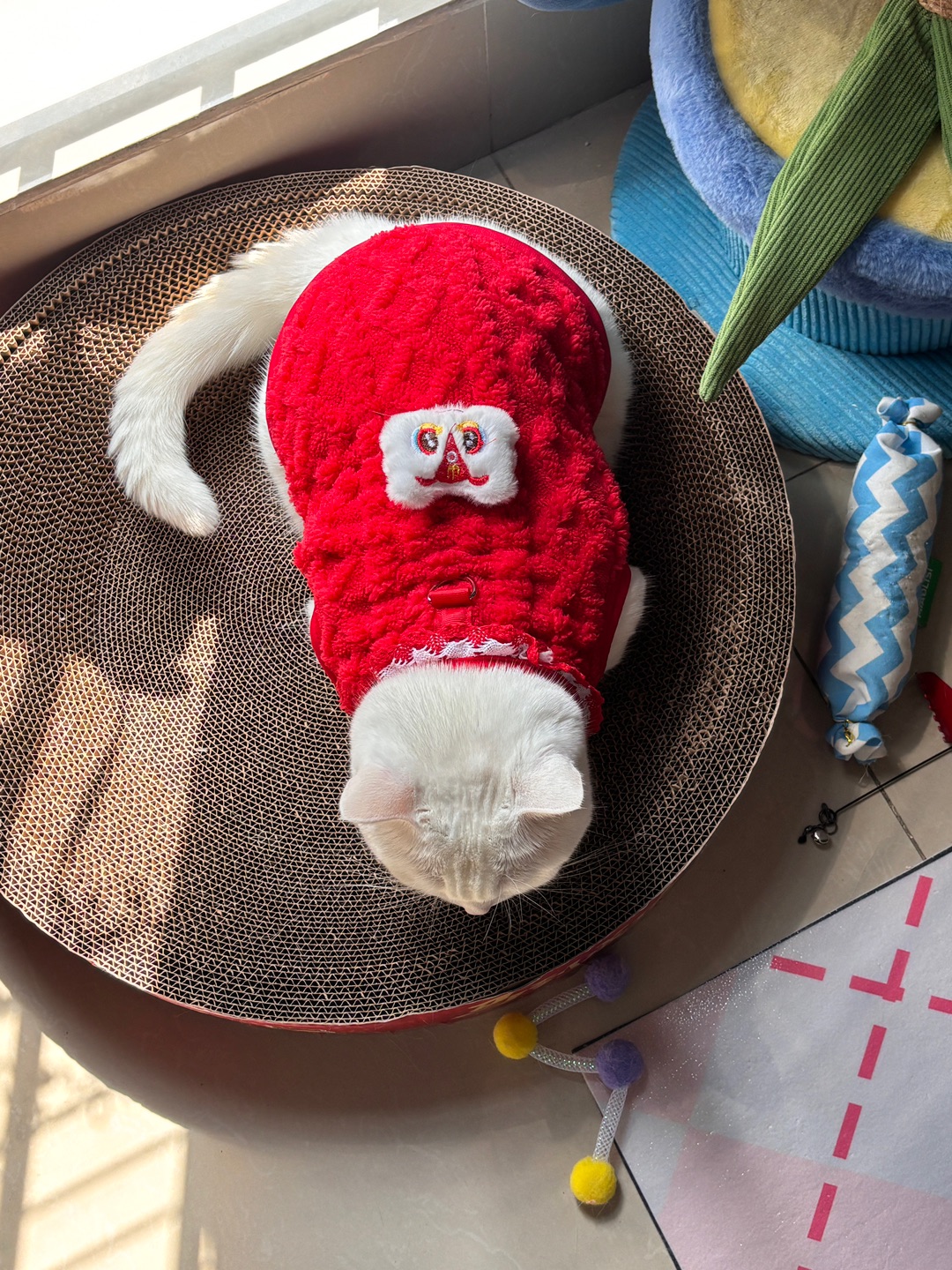 和毛孩一起过年