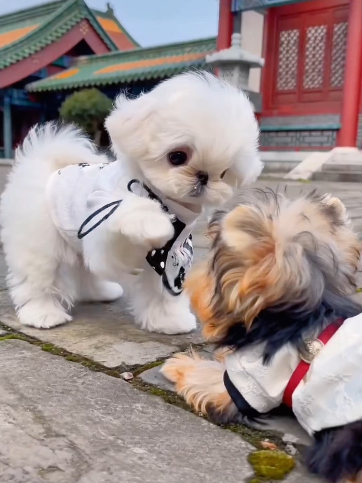 Ai宠物短剧来了！今天上演宫斗戏码！