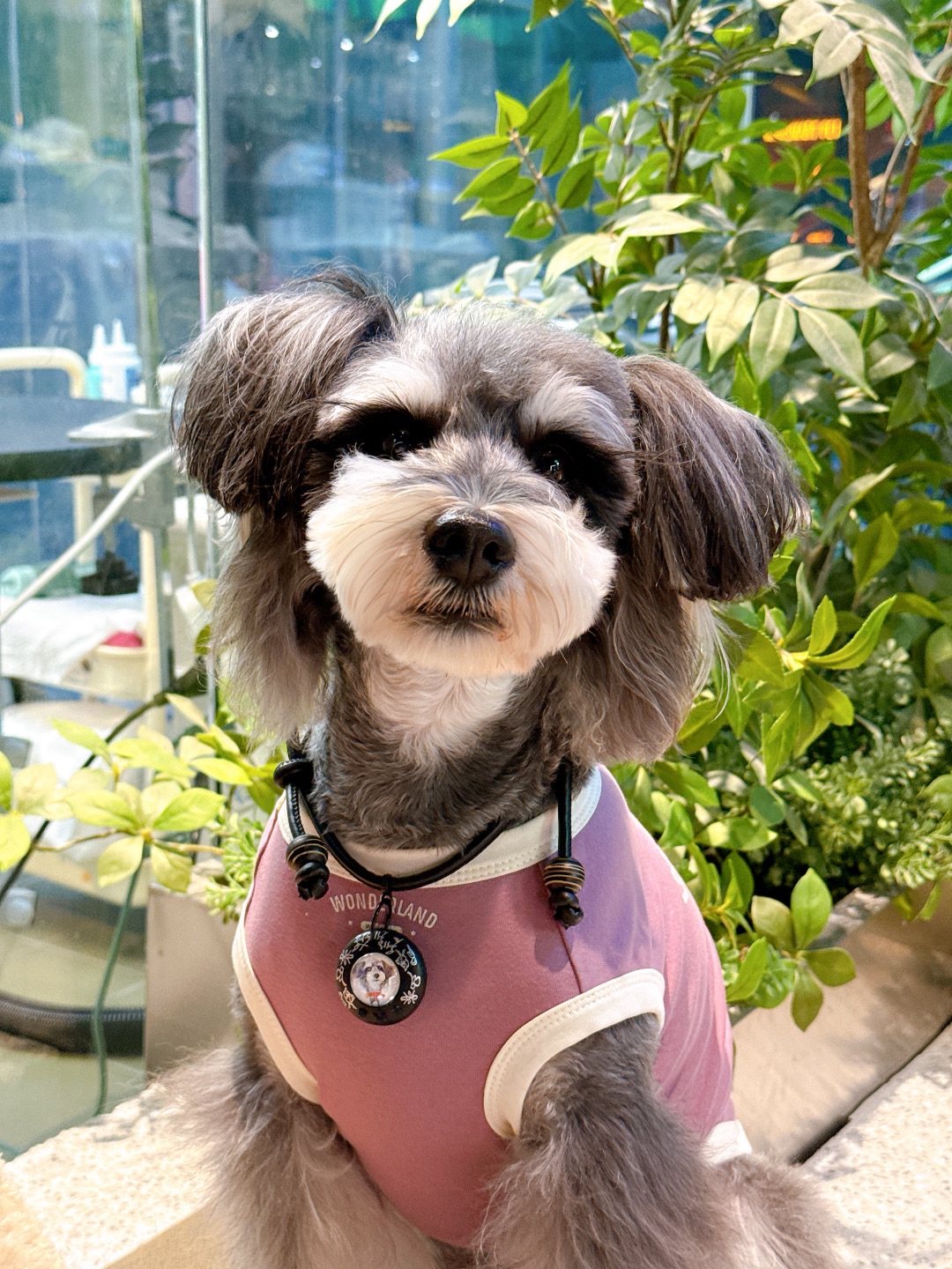 用古老的文字说爱它❤️