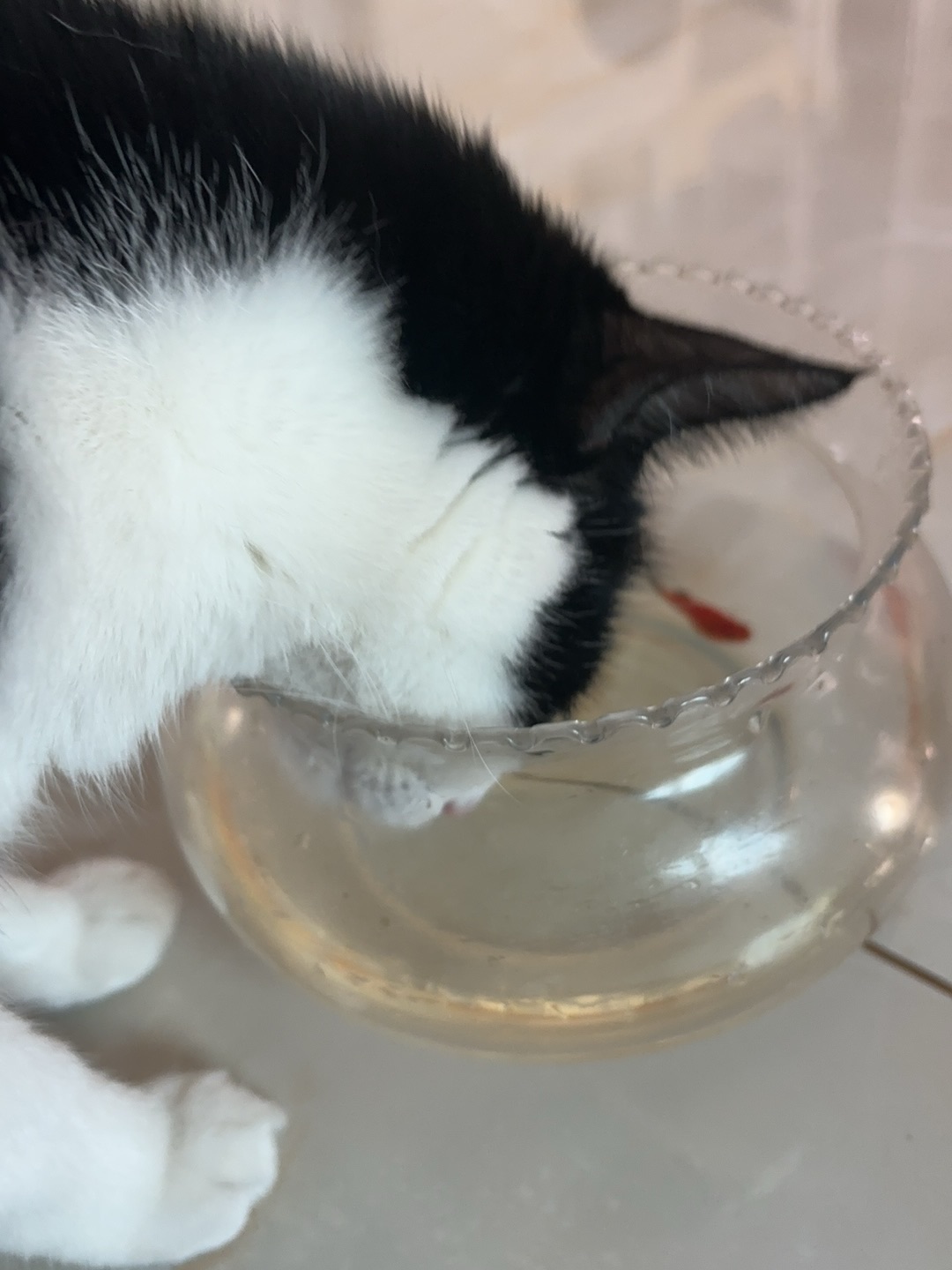 *\(๑• ₃ •๑)(^_^)ノヽ(^0^)ノ( ´ ▽ ` )ノ( ´ ▽ ` )ノ(^_^)ノ