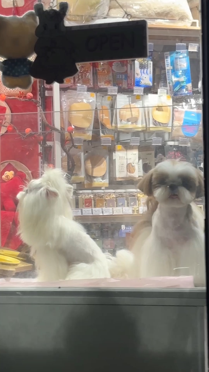 小狗的爱太热烈啦！