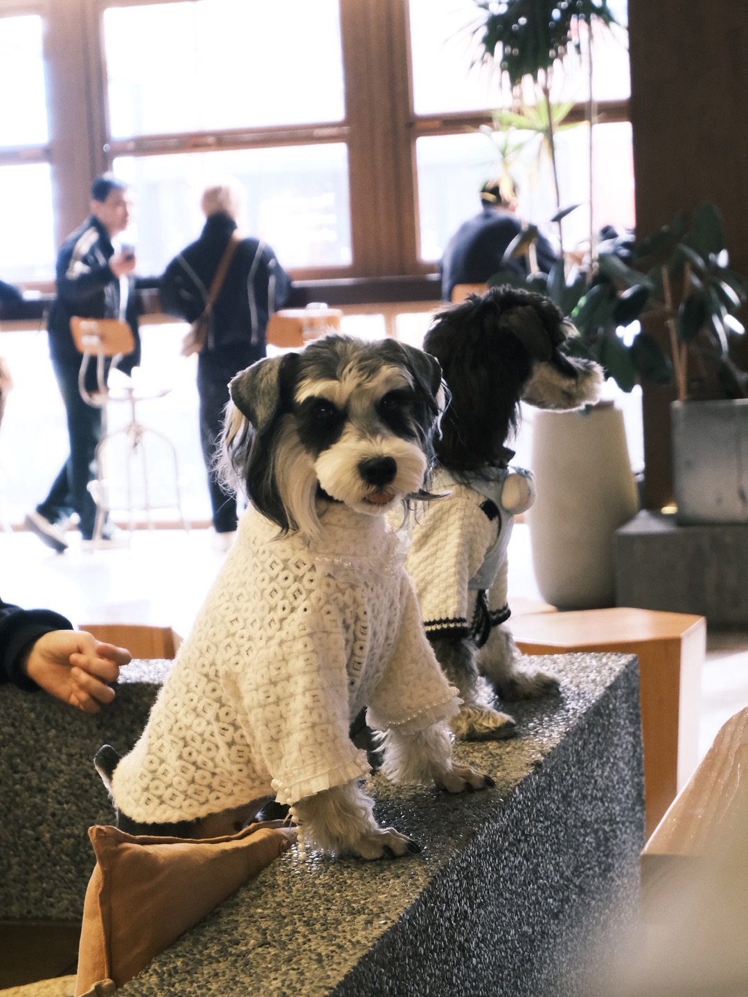 是治愈系小狗狗！