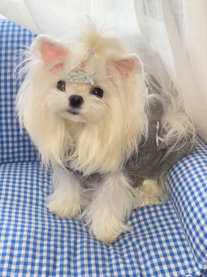 温柔女鹅来啦！