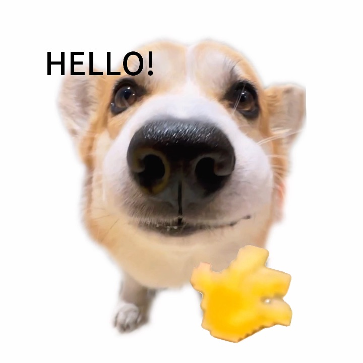hello～ee们～系大鼻头小狗呀！