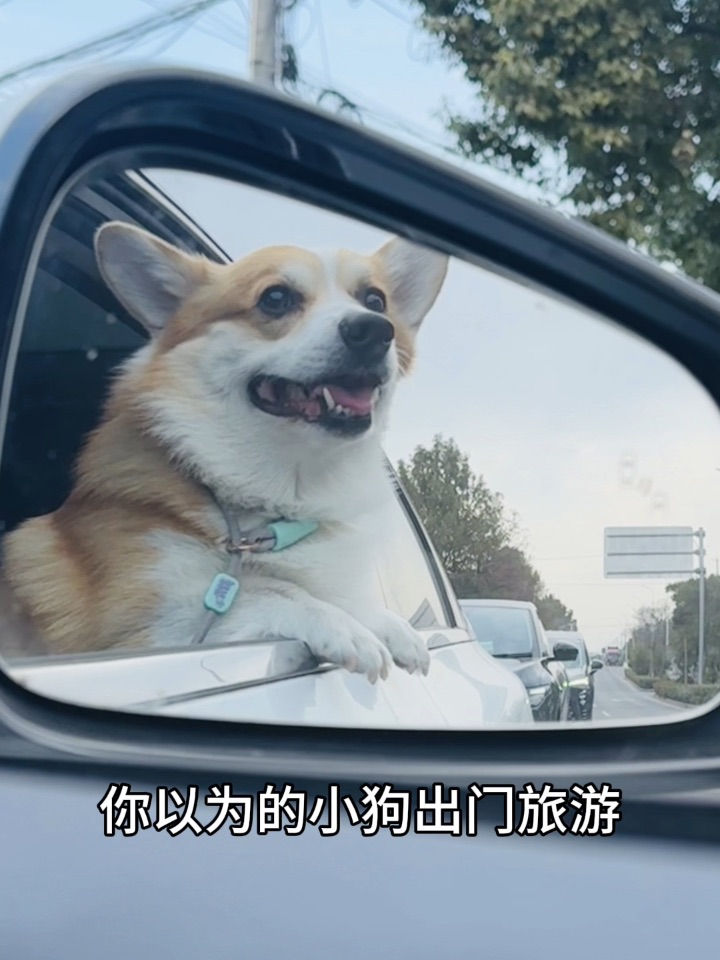 你以为的小狗出门旅游