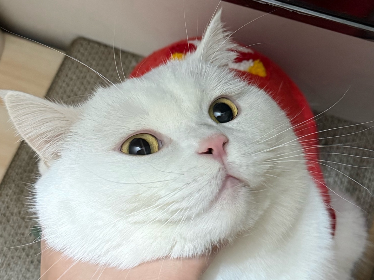 🐱红装元宝营业中