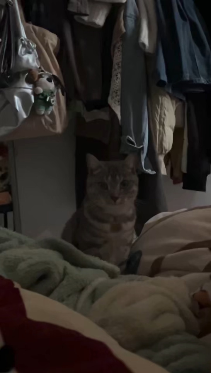 2.26 干啥呢小猫