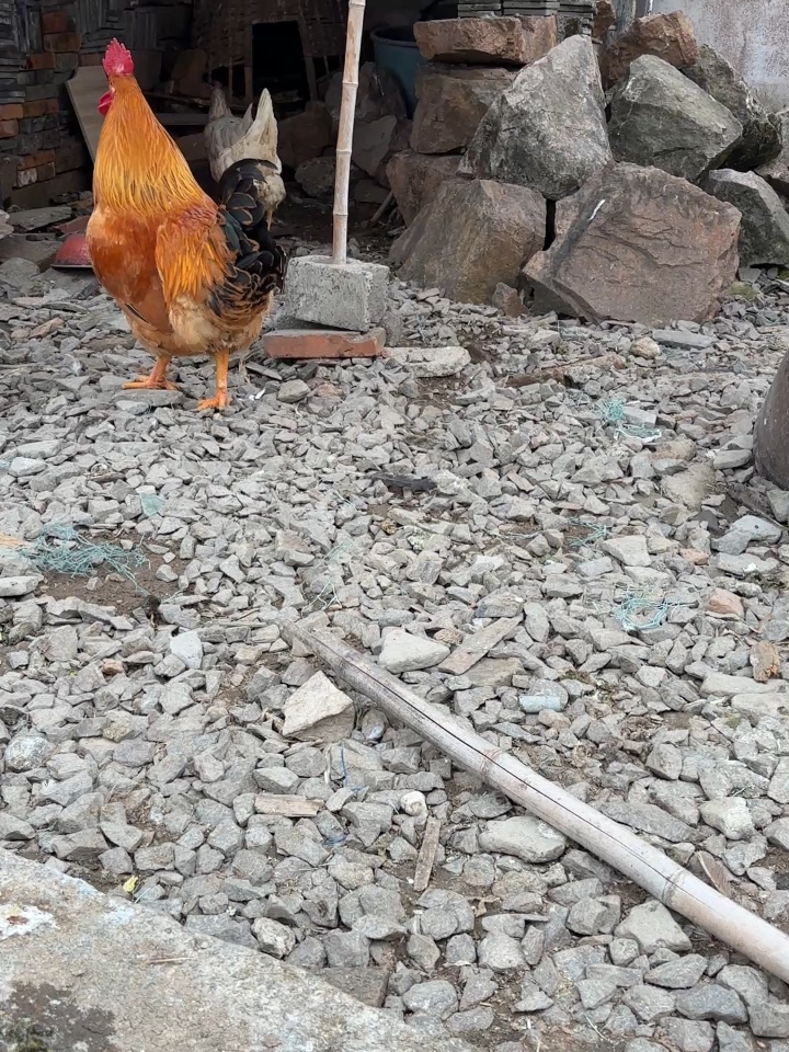 🐔打鸣
