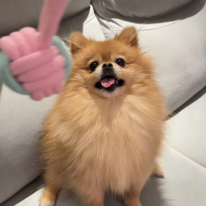 进来看催眠小狗