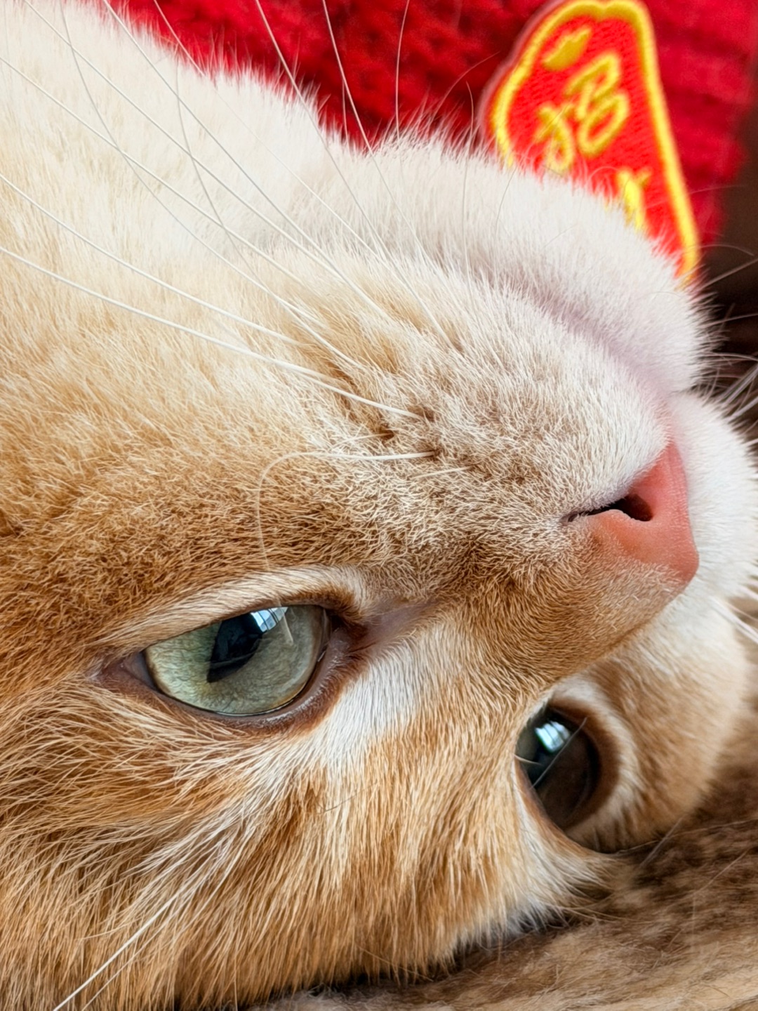 我有一双大眼睛👀