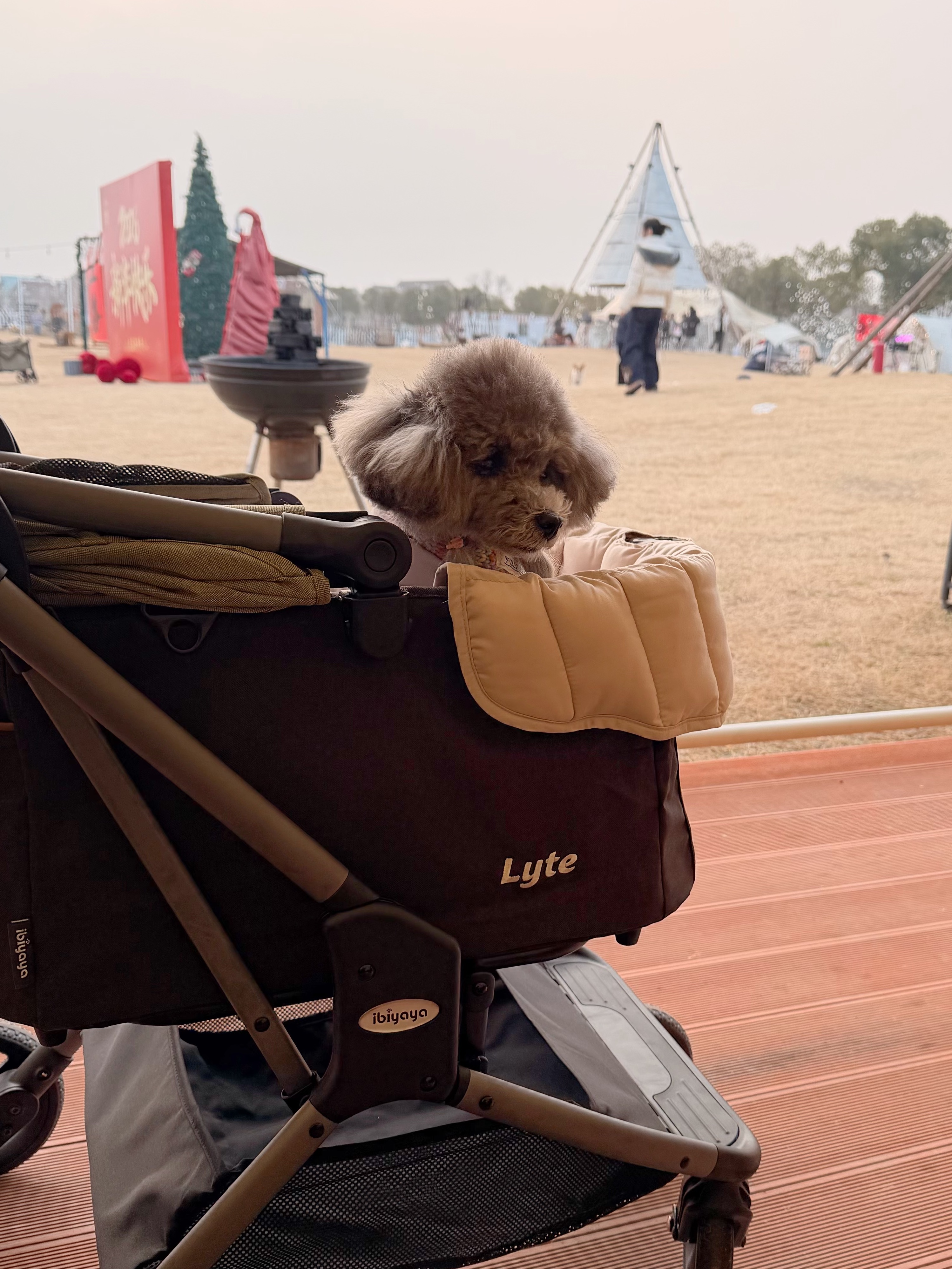 为什么去哪儿都要带着狗狗❓