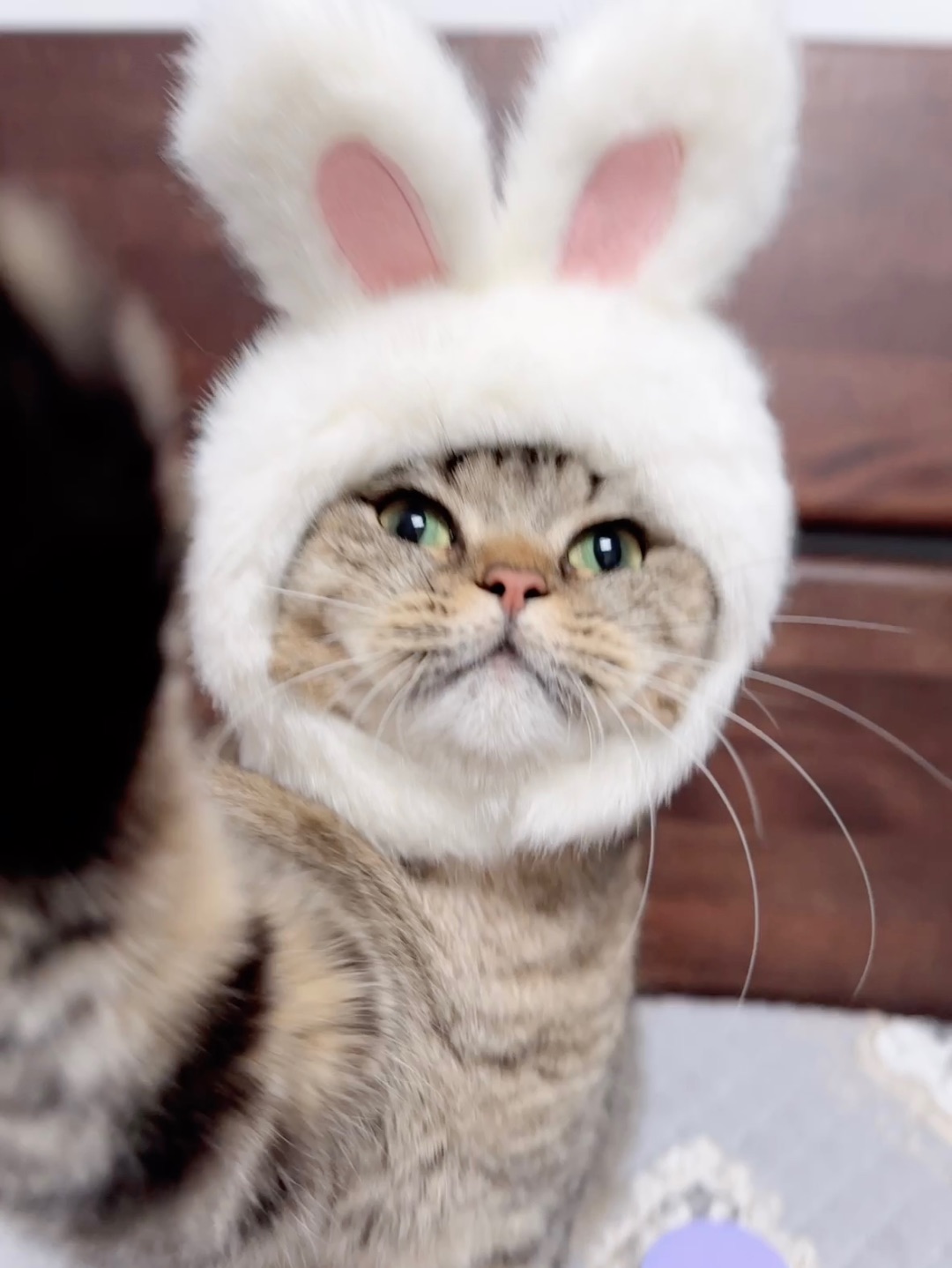 大老鼠就这样偷吃