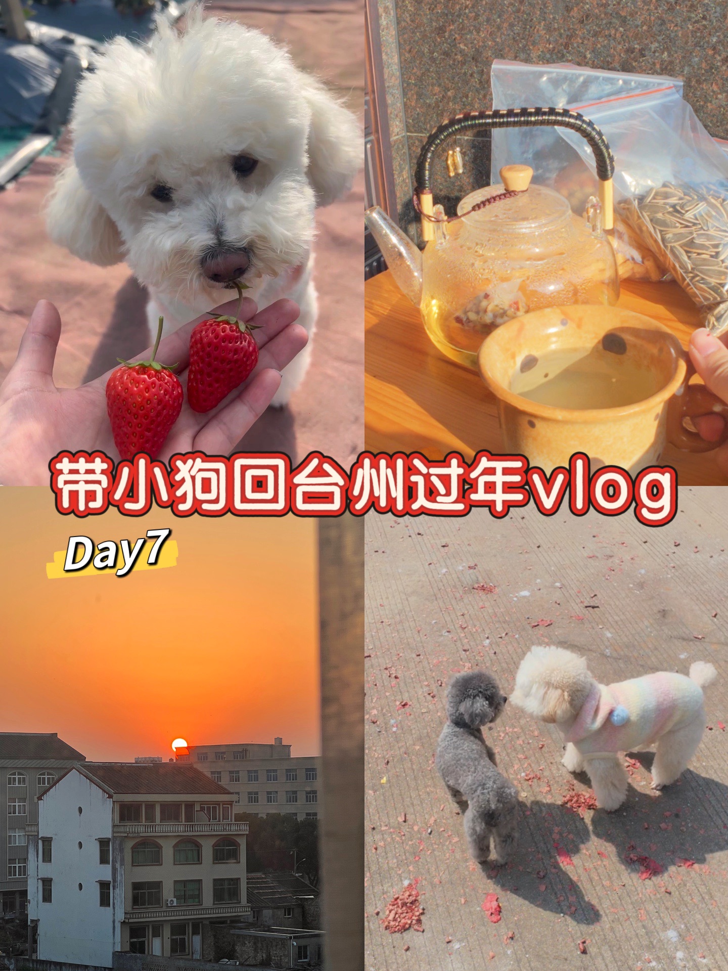 Vlog带小狗回台州过年-Day7