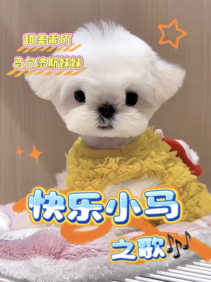 马尔济斯妹妹的日常：负责可爱就够啦💕