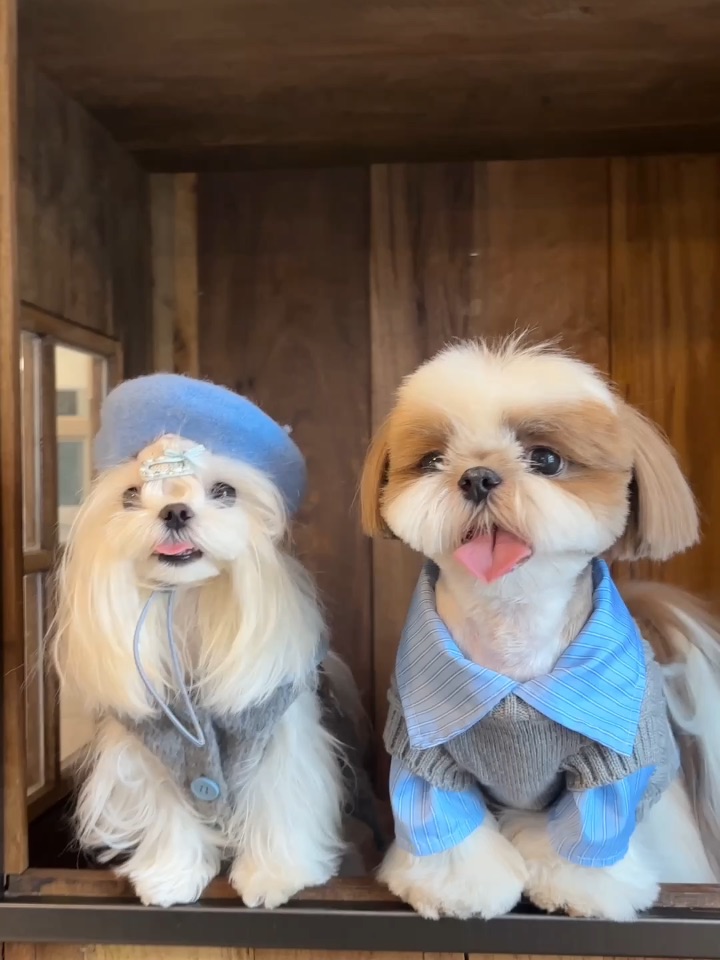 小狗情侣出游来了！