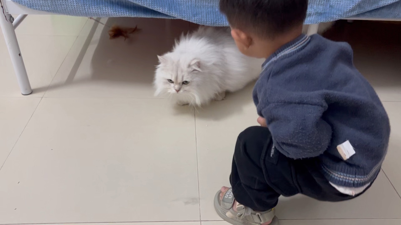 小孩哥带猫