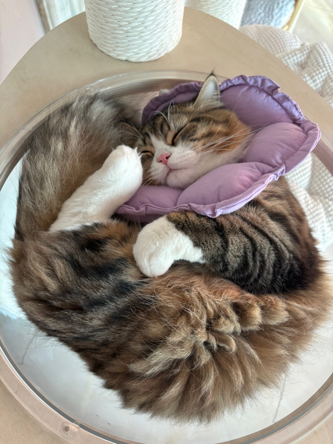 ( ´ ▽ ` )ノ(^o^)／Hi~ o(*￣▽￣*)ブ( ´ ▽ ` )ノ( ´ ▽ ` )ノ*\(๑• ₃ •๑)