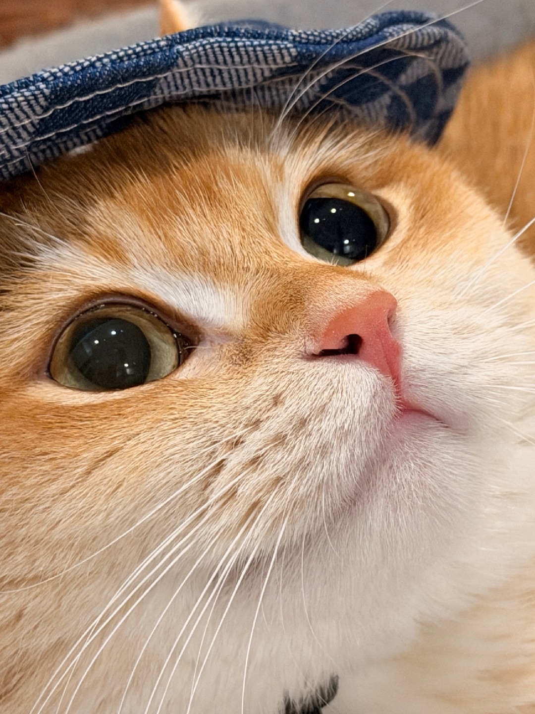 胖fufu～ 我要可可爱爱👀