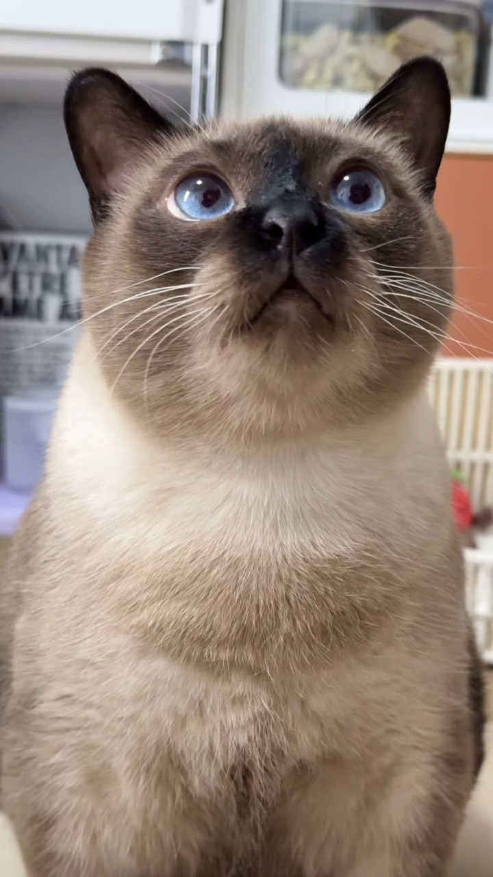 咪爱吃哈哈哈哈哈