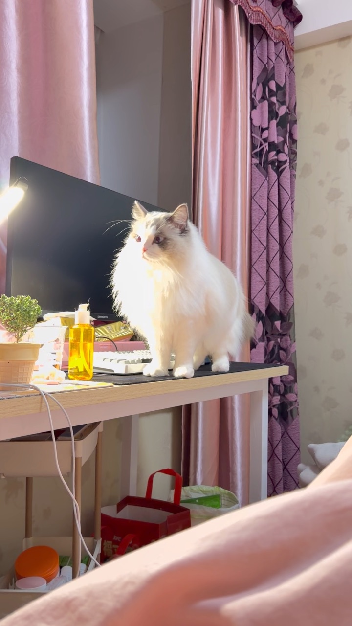 很皮的皮皮猫🐱 哪里有我的植物她要往哪里跑 真怕它打碎了哟