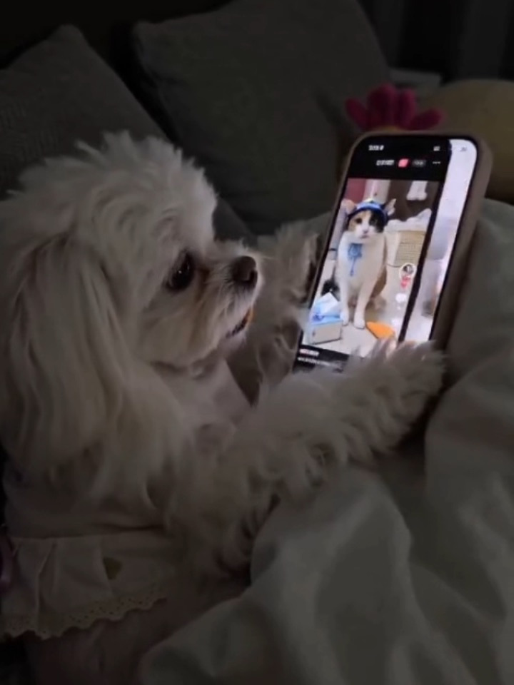 你们的小宠物刷短视频吗