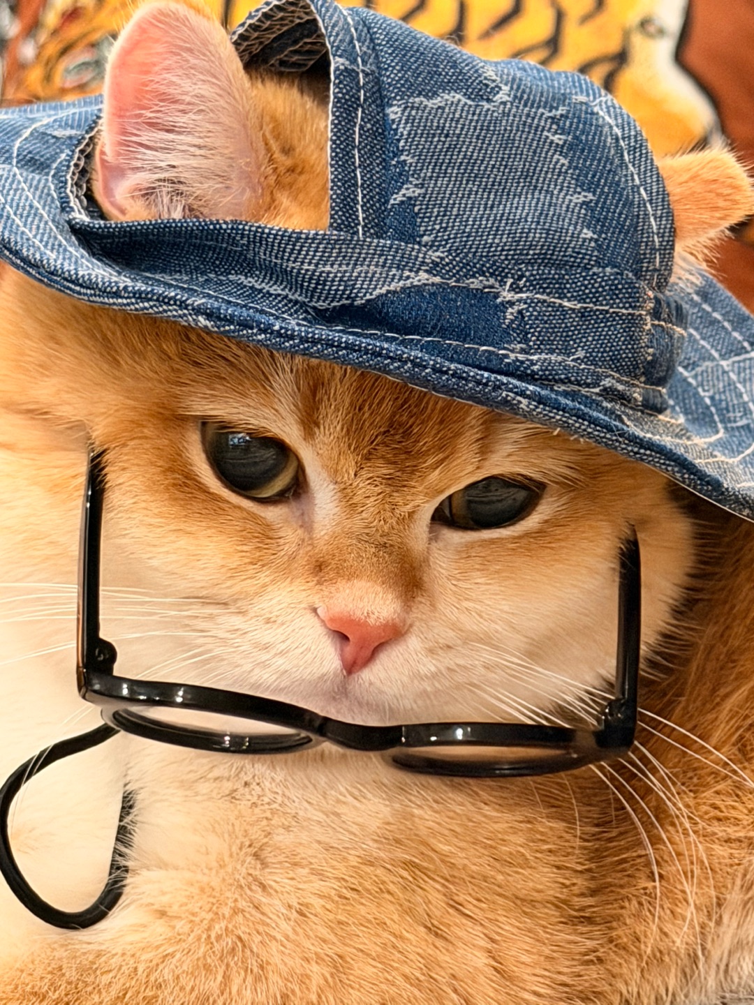 可爱到犯规🤣“本喵的时尚，你不懂”！