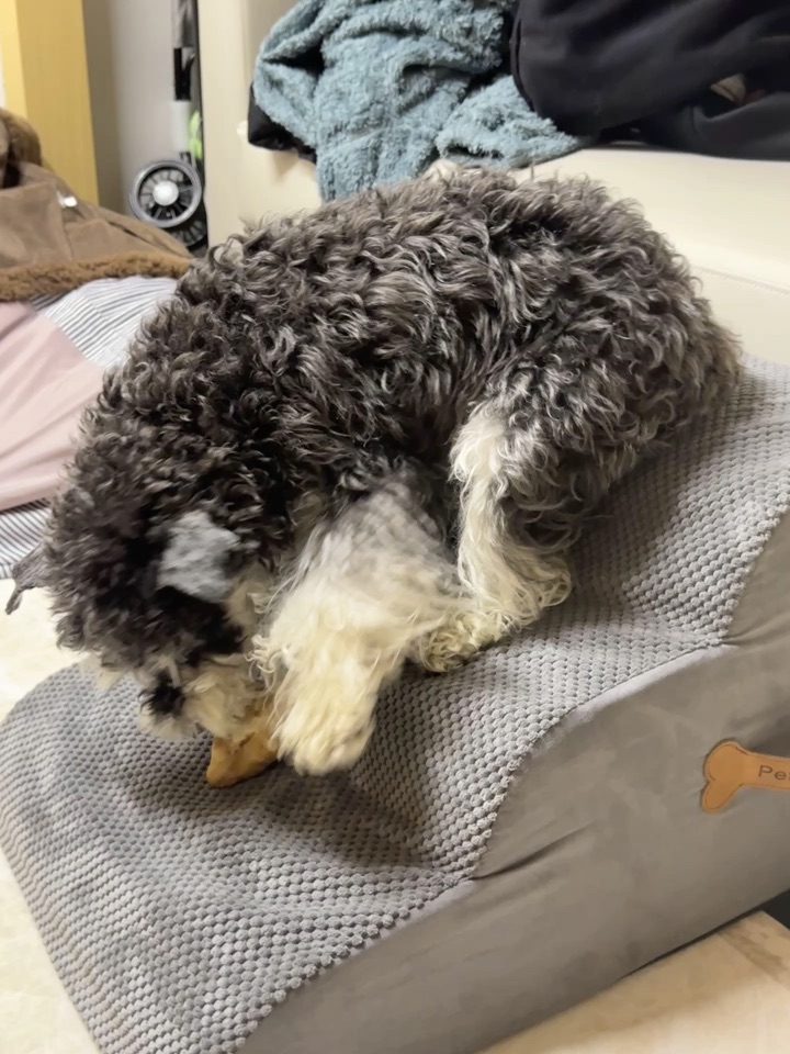 雪纳瑞屁股的具象化